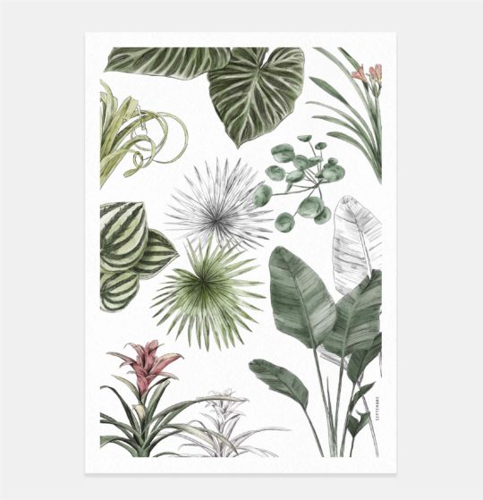 Carte & Affiche • Les Plantes III – Image 2