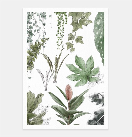 Carte & Affiche • Les Plantes VI – Image 3